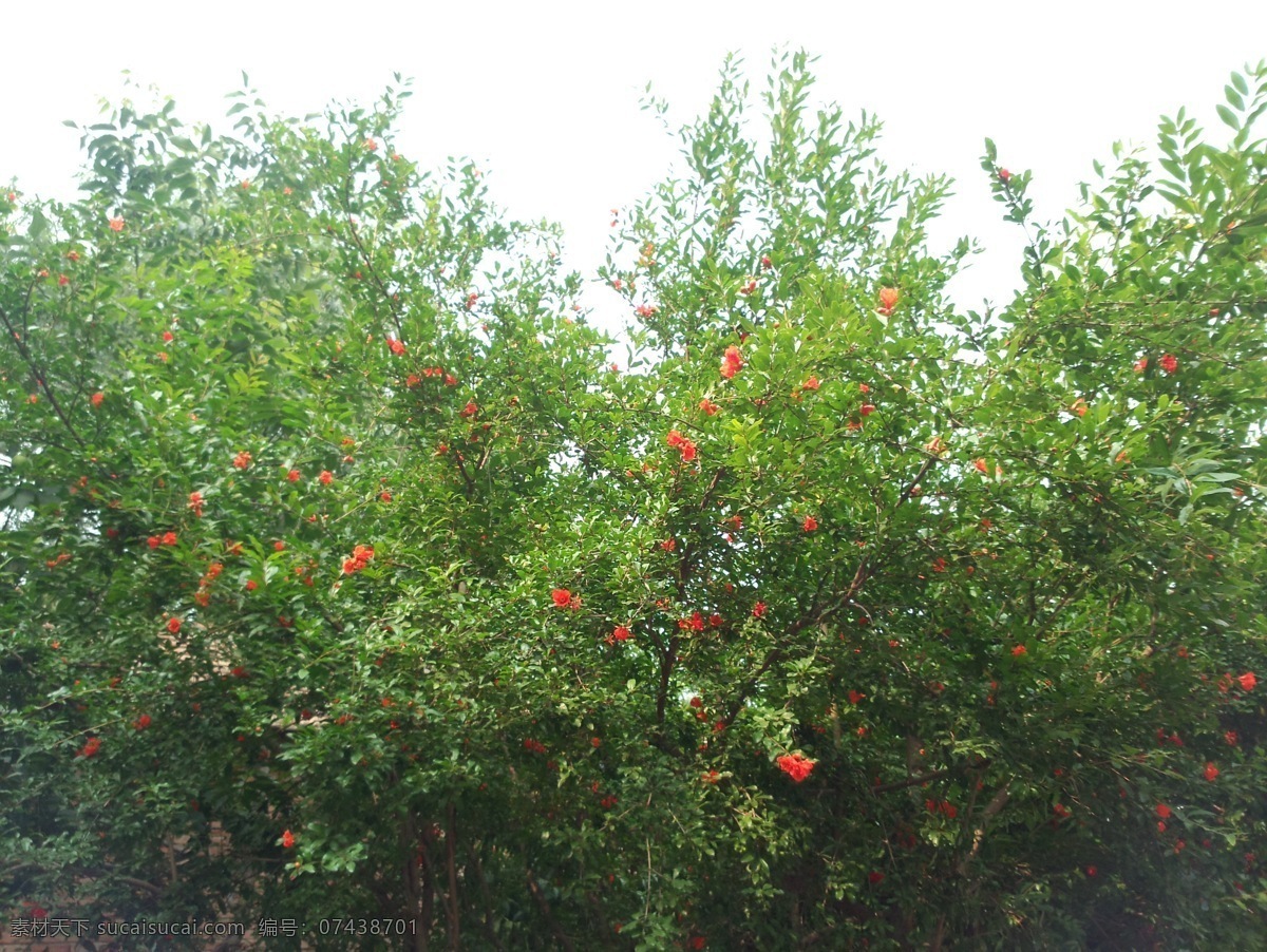 石榴树 盛开石榴树 石榴花 石榴花开 茂盛石榴树 石榴树摄影 树木树叶 生物世界