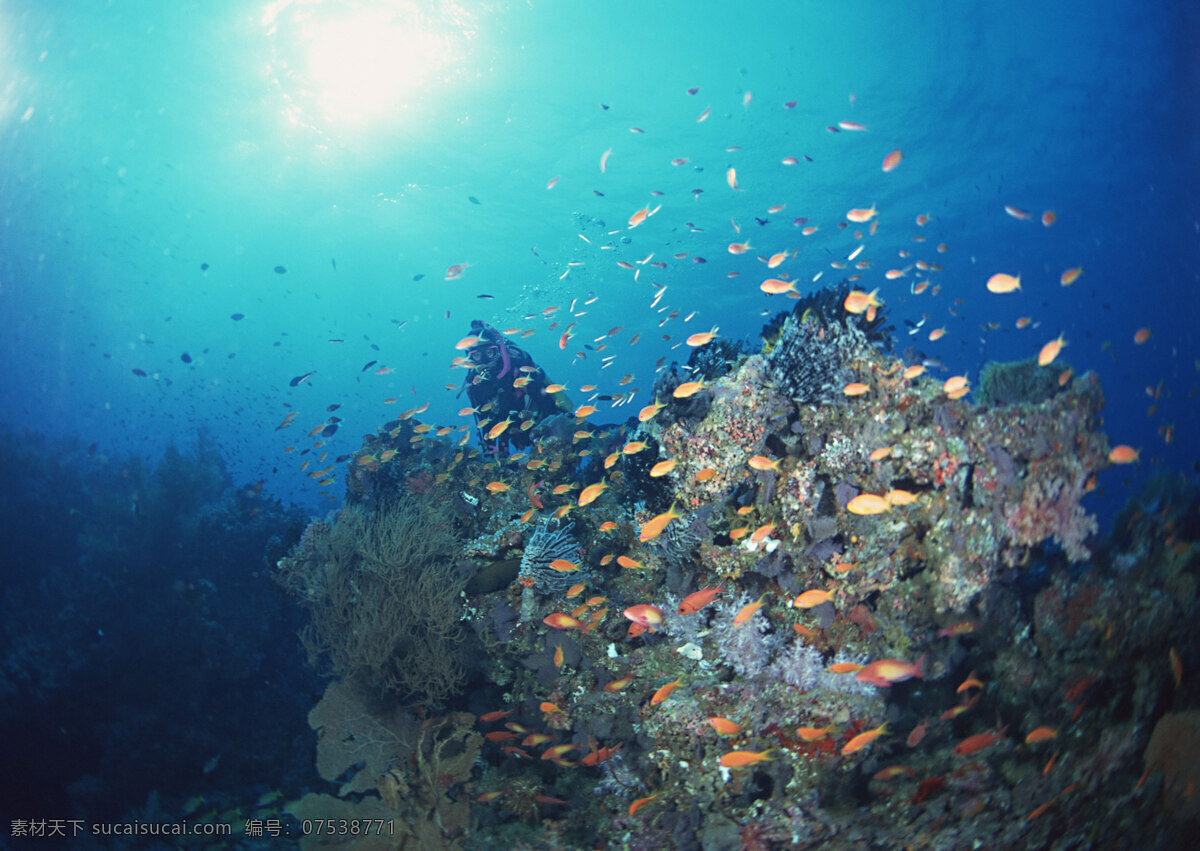 海洋生物 海底世界 海洋 礁石 生物世界 鱼 鱼类 珊蝴礁石 珊蝴 海底景色