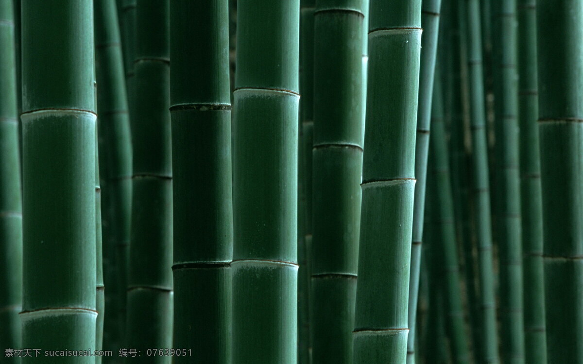 摄影图库 竹节 竹林 竹林风景图片 竹叶 竹子 竹子背景 竹子背景图片 竹子的图片 竹子图片 竹子特写 生物世界