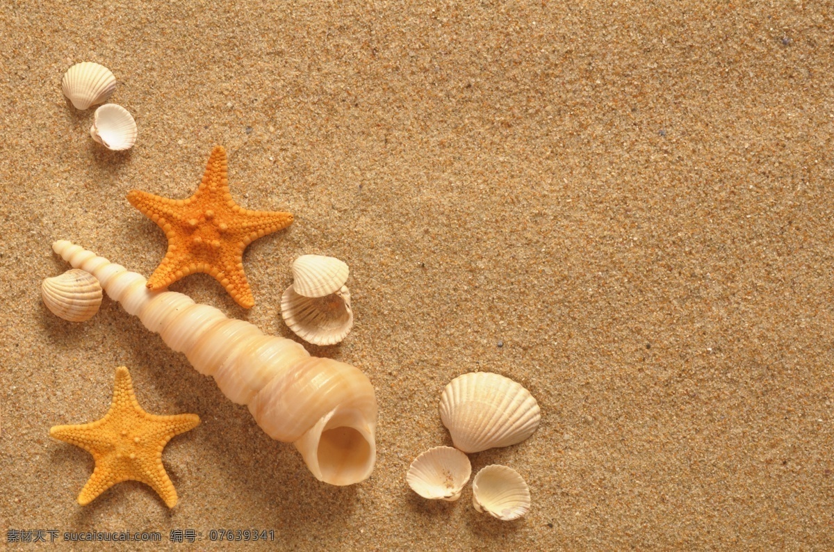 贝壳 海边 海螺 海滩 海洋生物 化石 沙滩 沙滩生物 海滩生物 珍珠贝壳 夏日 夏季 夏天 生物世界 psd源文件