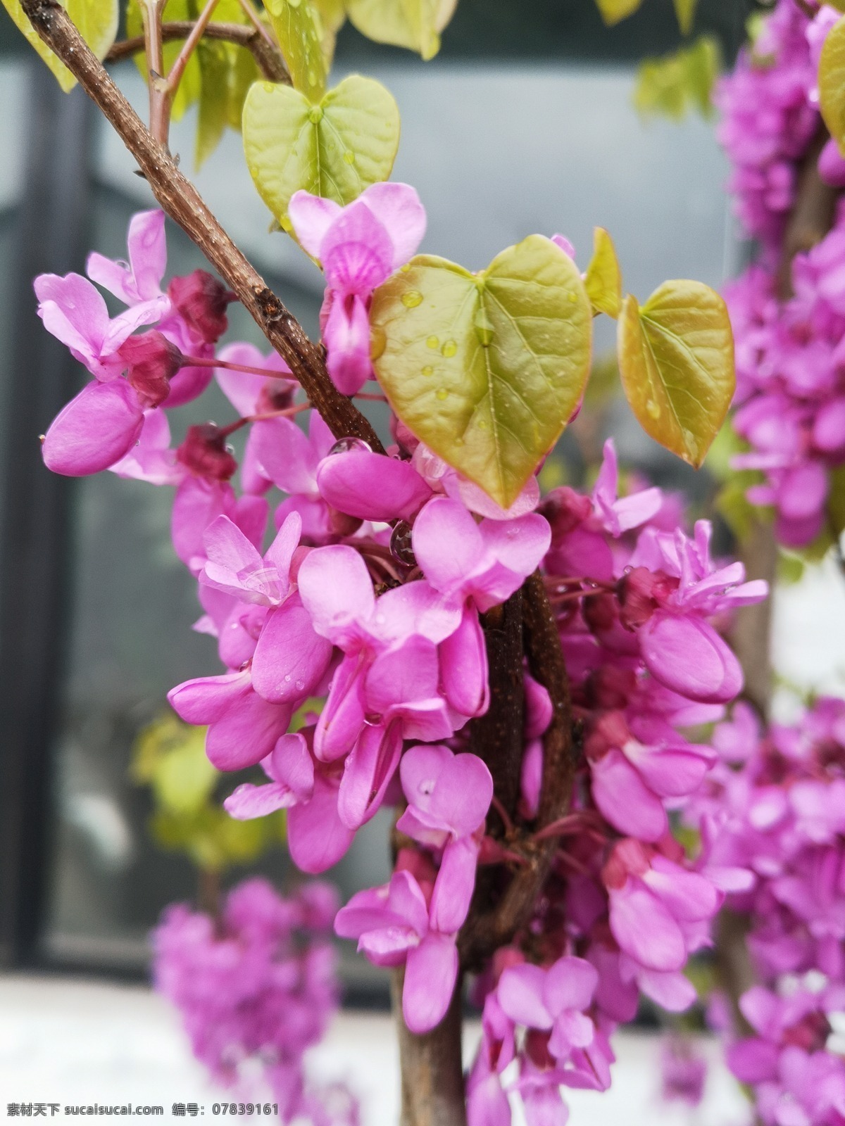 裸枝树 紫珠 园林美景 花朵 花瓣 枝叶 绿化景观 含苞待放 园林花木 园艺 春天花卉 春意 灌木 粉色 紫荆花 花丛 花卉 花木 花枝 花苞 花蕾 花草树木 旅游摄影 国内旅游