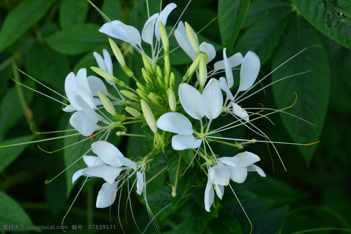 醉蝶花 西洋白花菜 凤蝶草 紫龙须 蜘蛛花 花卉 花朵 花瓣 草花 绿化景观 植物 花儿 花蕊 观赏花卉 生物世界 花草
