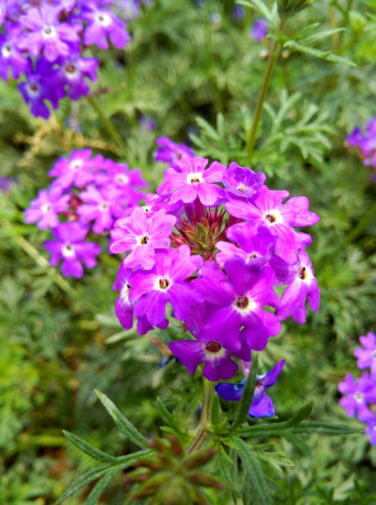 美女樱 花园 小花 公园 花丛 春天 草地 生态公园 野花 花草 生物世界