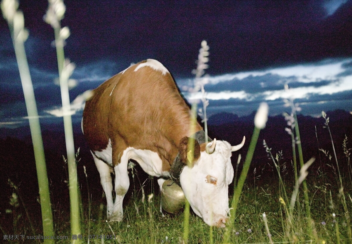 吃 草 奶牛 牧场 吃草 动物世界 摄影图 陆地动物 生物世界