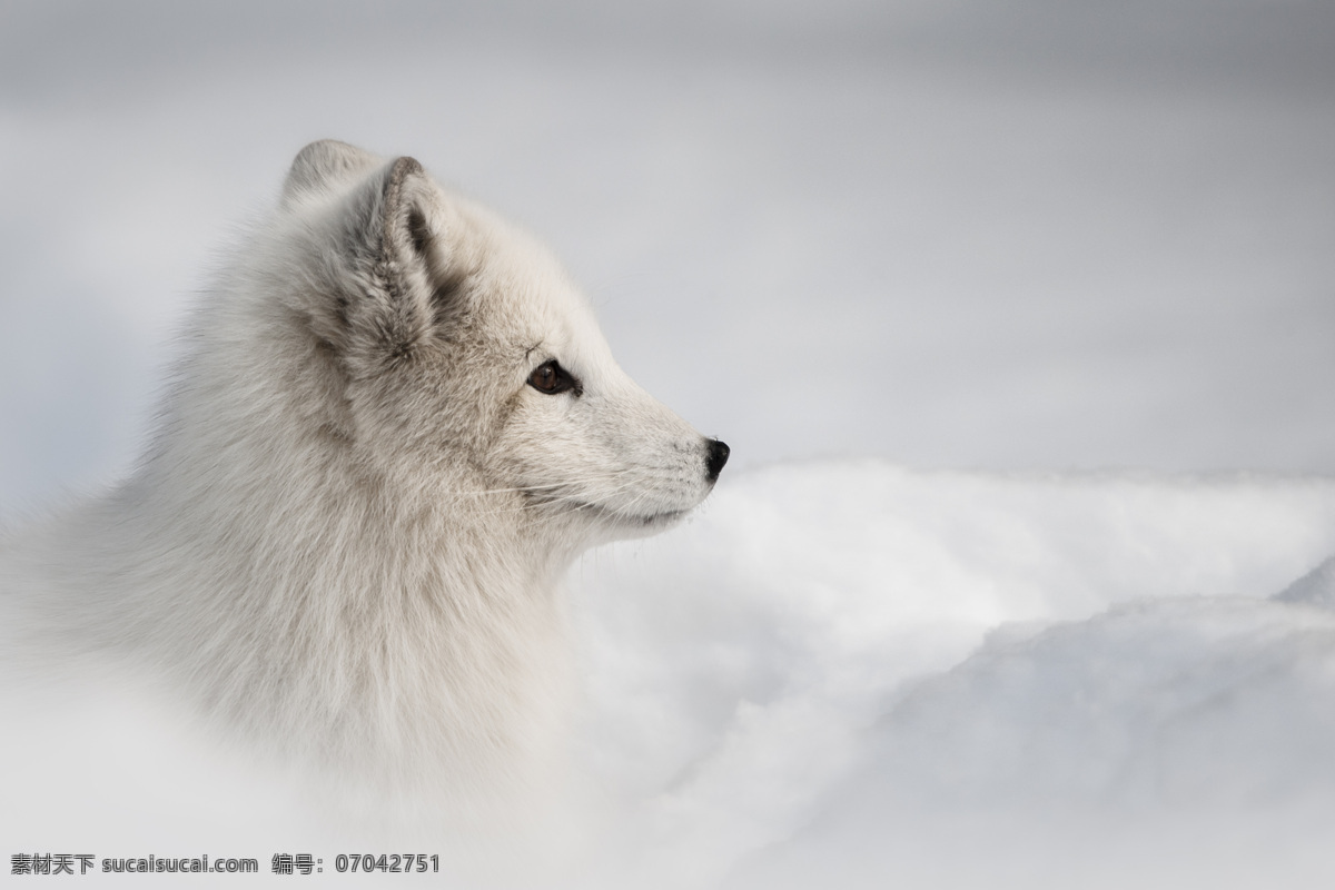 雪地 里 白狐 狐狸 雪地风景 动物世界 动物摄影 野生动物 陆地动物 生物世界