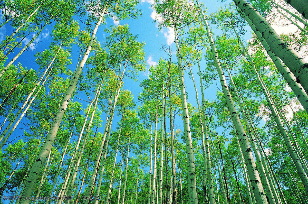 森林 风光 背景 风景 季节 旅游 森林风光 摄影图库 树 树林 树木 休闲 自然 自然风景 自然景观 生活 旅游餐饮