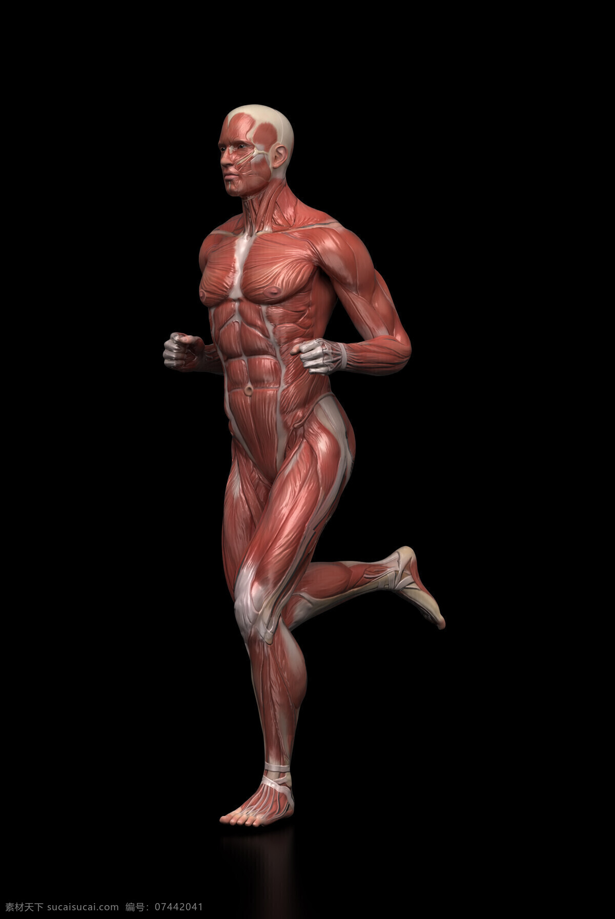 人体 肌肉 组织结构 动作 跑步 人体肌肉 人体解剖学 男性人体 肌肉组织 图医学 人物图库 其他人物