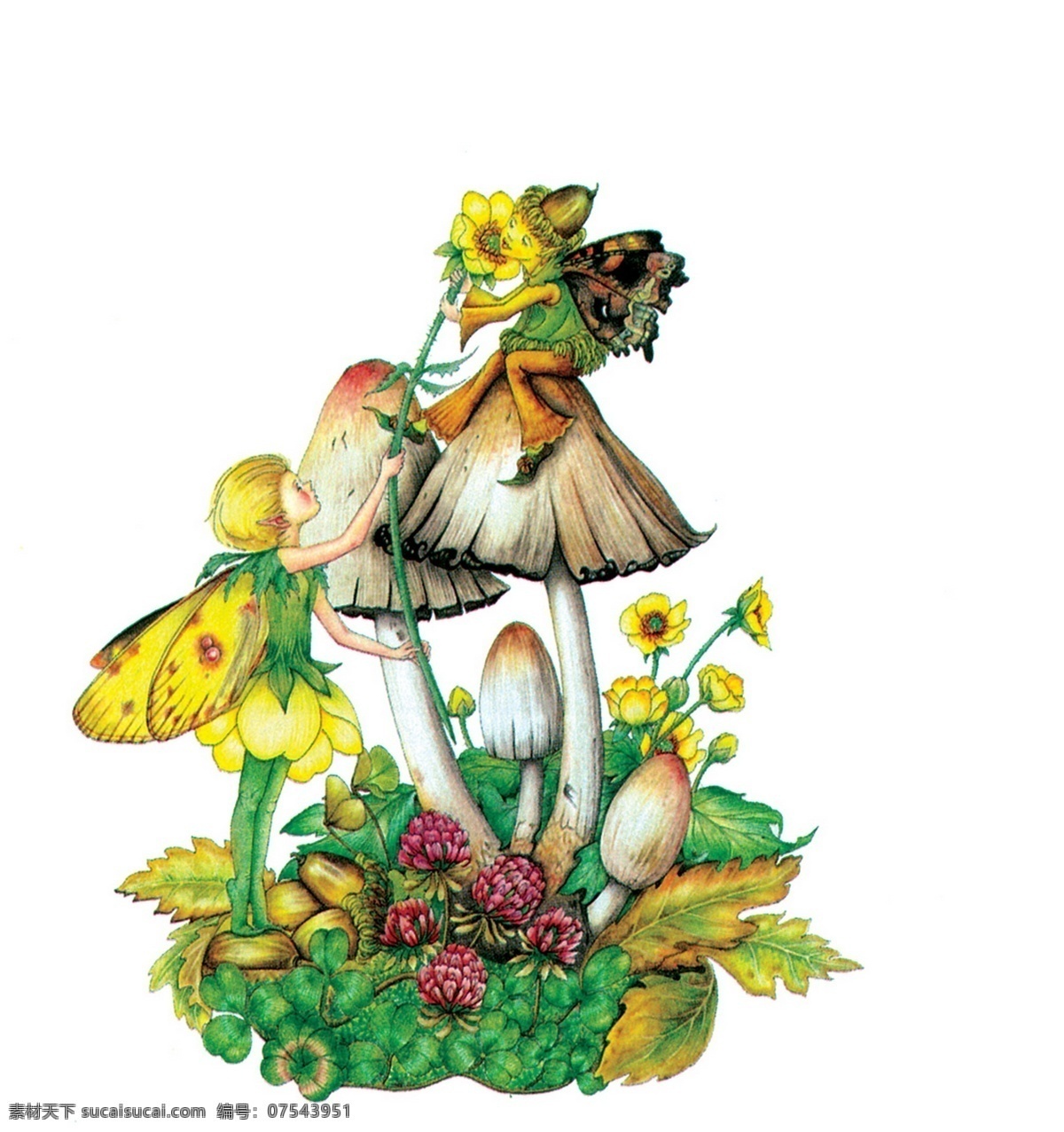 插画 插图 翅膀 动漫 动漫动画 动漫人物 花 精灵 仙子与蘑菇 仙子 蘑菇 欧洲 神话 童话 童话艺术图典 插画集