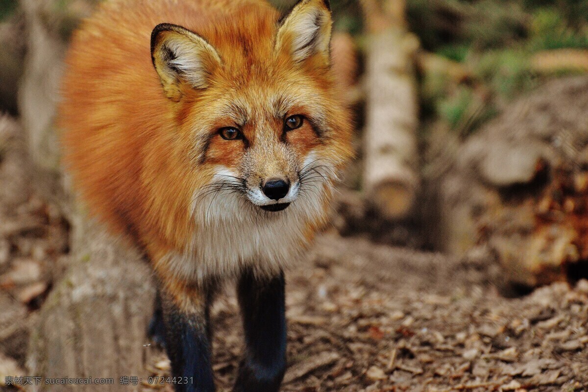 狐狸 动物 野生动物摄影 动物世界 棕色