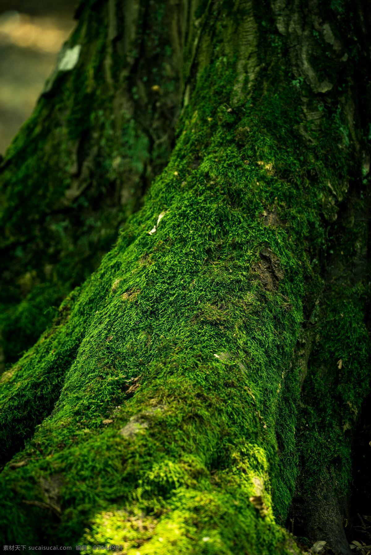 绿绿的青苔 自然风光 大自然 青苔 壁纸 桌面背景 原始森林 树木 树林 森林 木块 自然景观