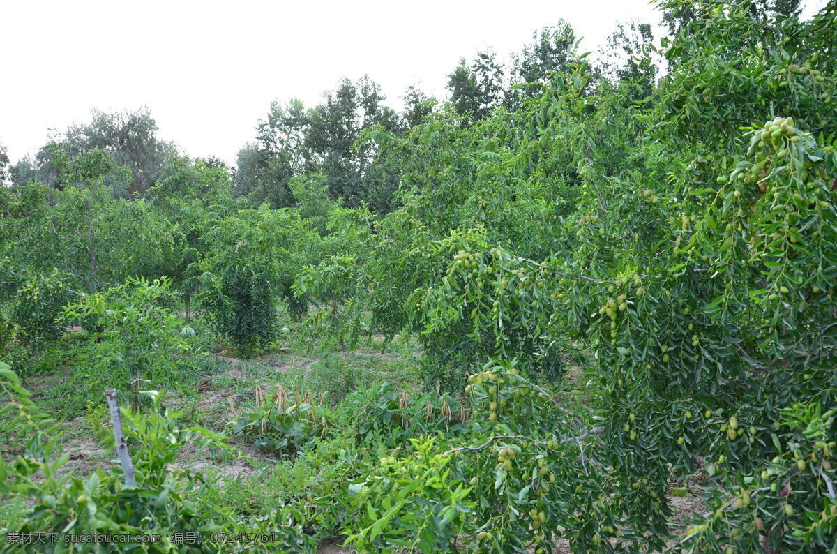 新疆 红枣 骏枣 枣 枣树 生物世界 树木树叶