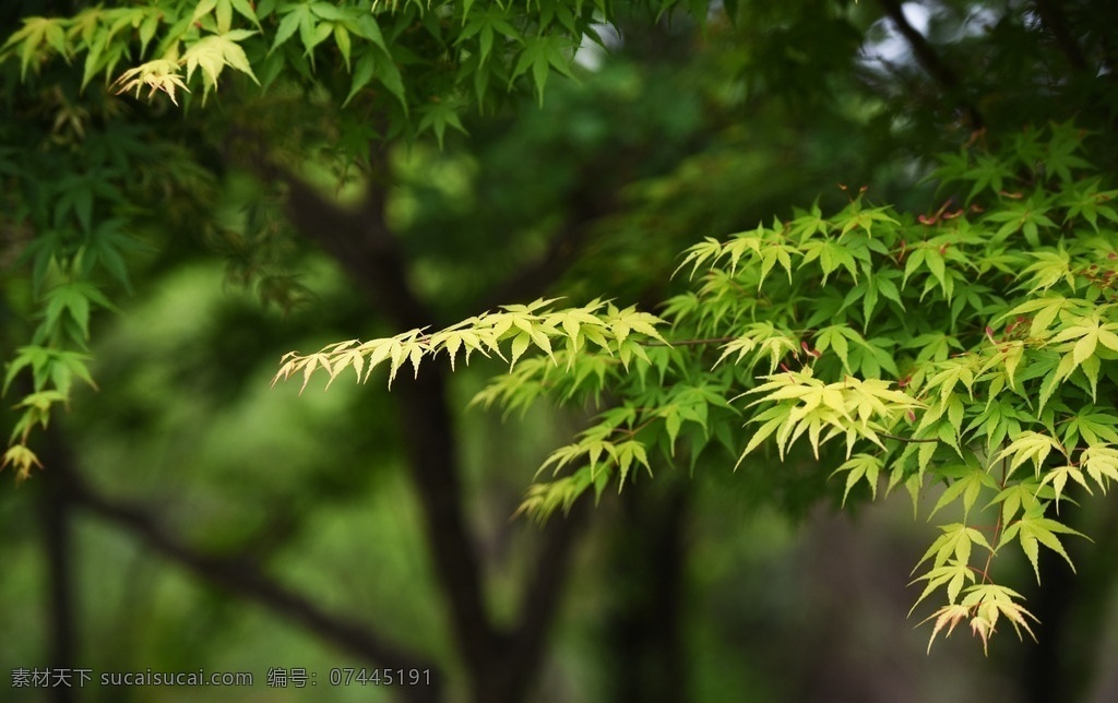 绿意盎然 春天 花朝节 生机勃勃 蓝天 蓝天绿树 老家 外婆家 门前 八爪枫 枫叶 枫树 生物世界 树木树叶