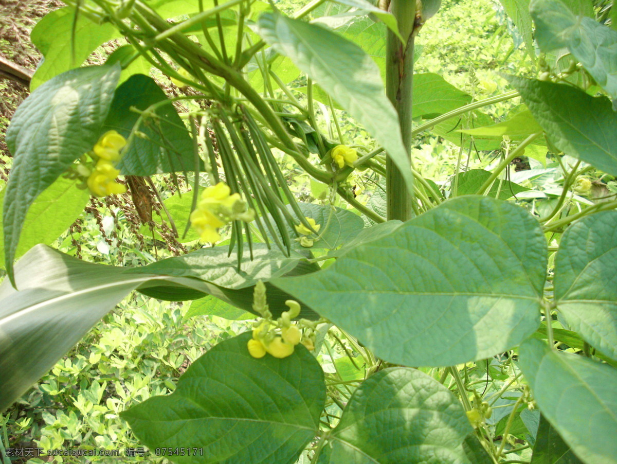 绿豆 豆子 田园 绿色 黄花 豆荚 其他植物类 田园风光 自然景观