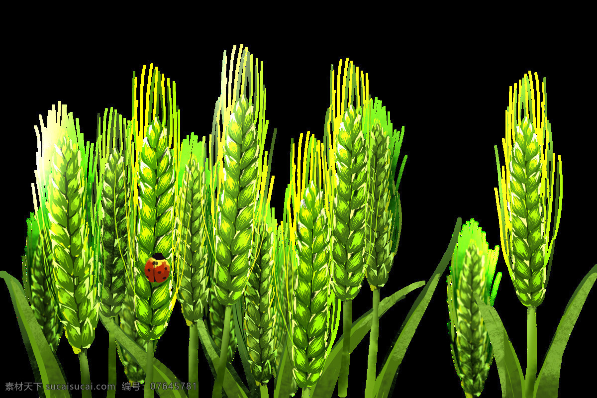 麦穗 小满 绿色 甲壳虫 绿色小麦 自然景观 自然风光