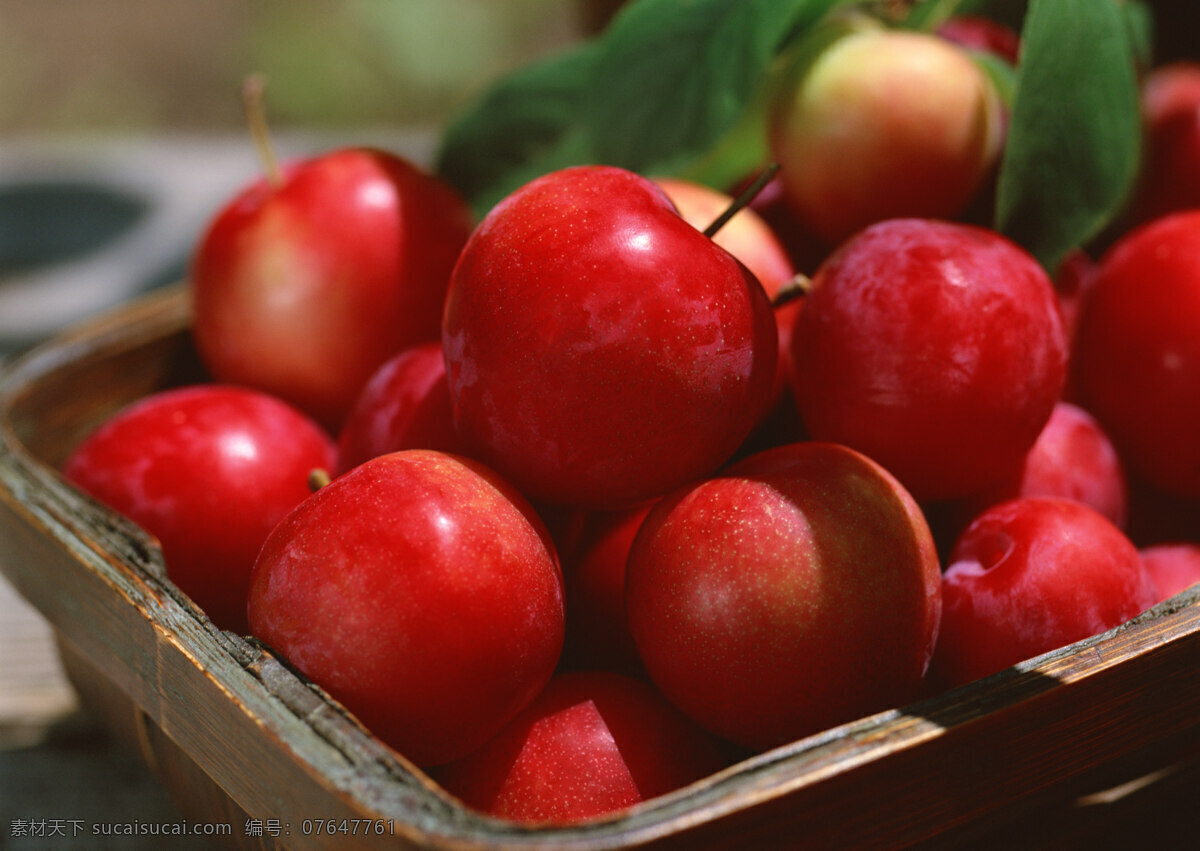 李子 高清 摄影图片 树叶 水果 果子 生物世界 水果图片 水果素材 红色 健康水果 新鲜水果 蔬菜图片 餐饮美食