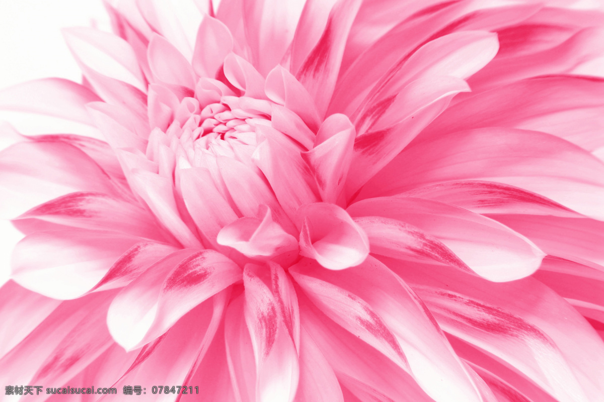 唯美 粉色 菊花 背景 墙 背景墙 3d渲染 效果图