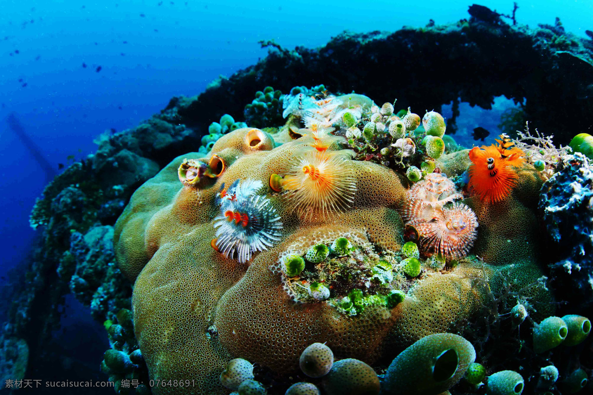 珊瑚礁 珊瑚 海底世界 海洋生物 小鱼 生物世界