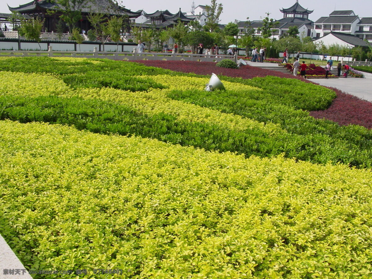 园林植物草坪 植物素材 园林素材 黄色