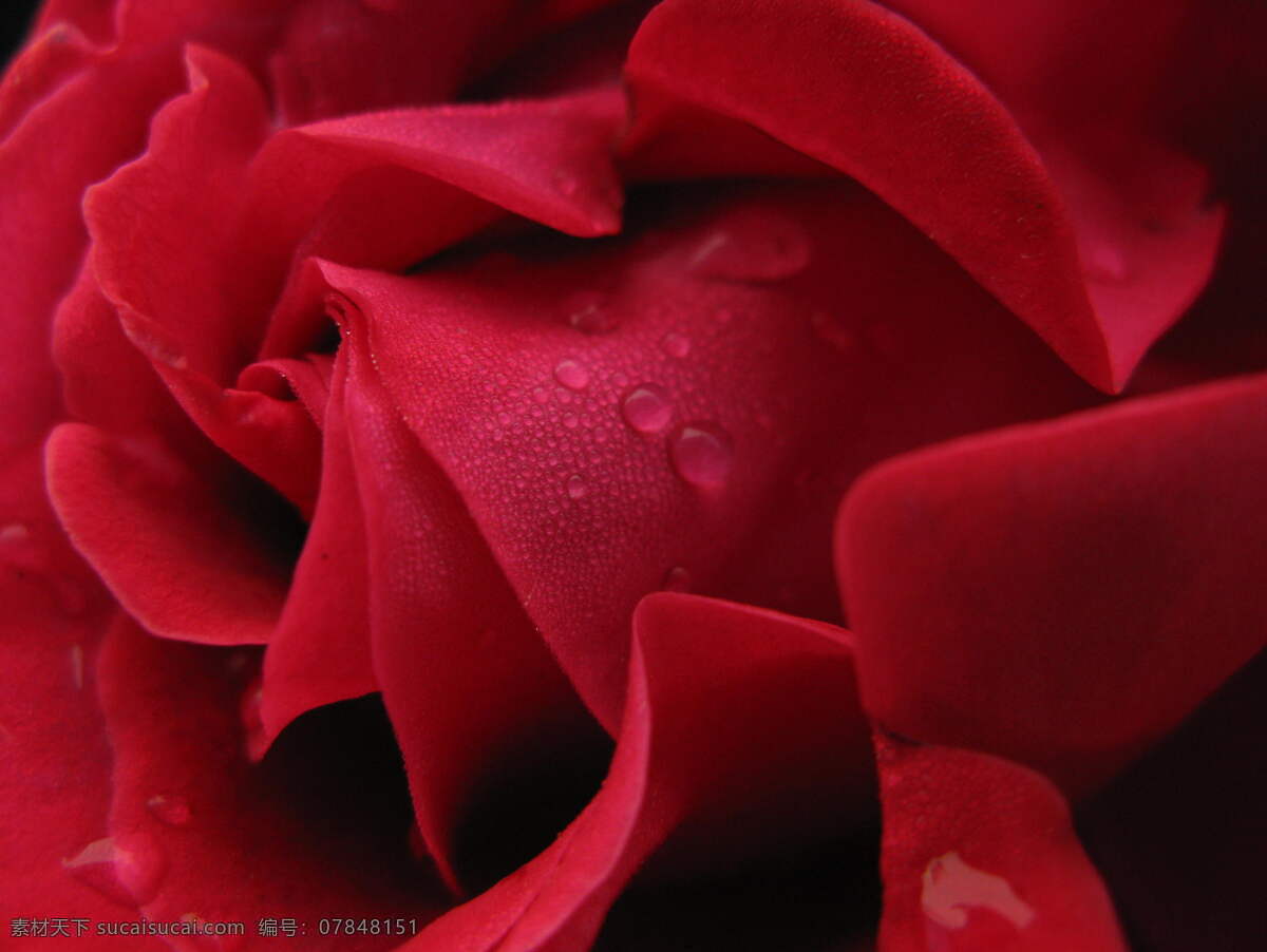 唯美 红色 玫瑰花 花卉 花朵 花草