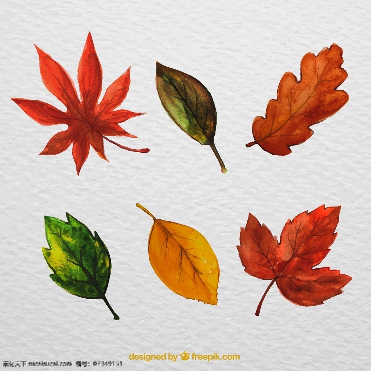 水彩 绘 叶子 树叶 落叶 秋季 矢量 高清图片