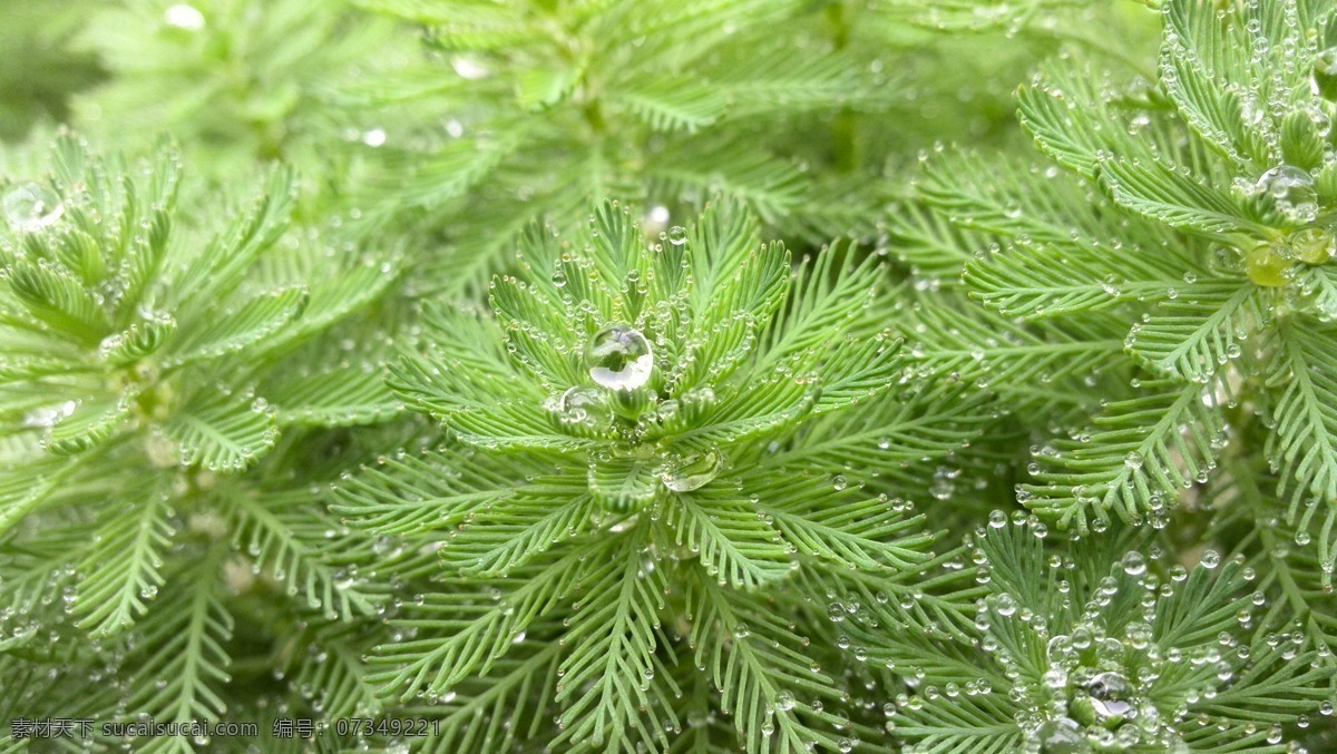 狐尾藻 狐尾藻属 狐尾藻枝叶 水珠 晶莹剔透 绿色 绿油油 水生植物 公园一角 野生植物 花草 叶艺 生物世界