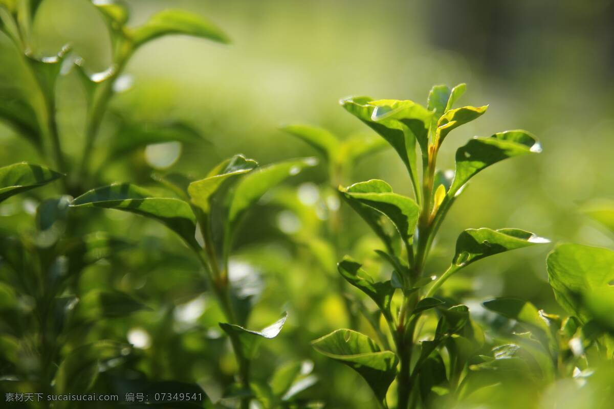 茶叶 茶树 茶 jpg格式 绿茶 标志图标 企业 logo 标志