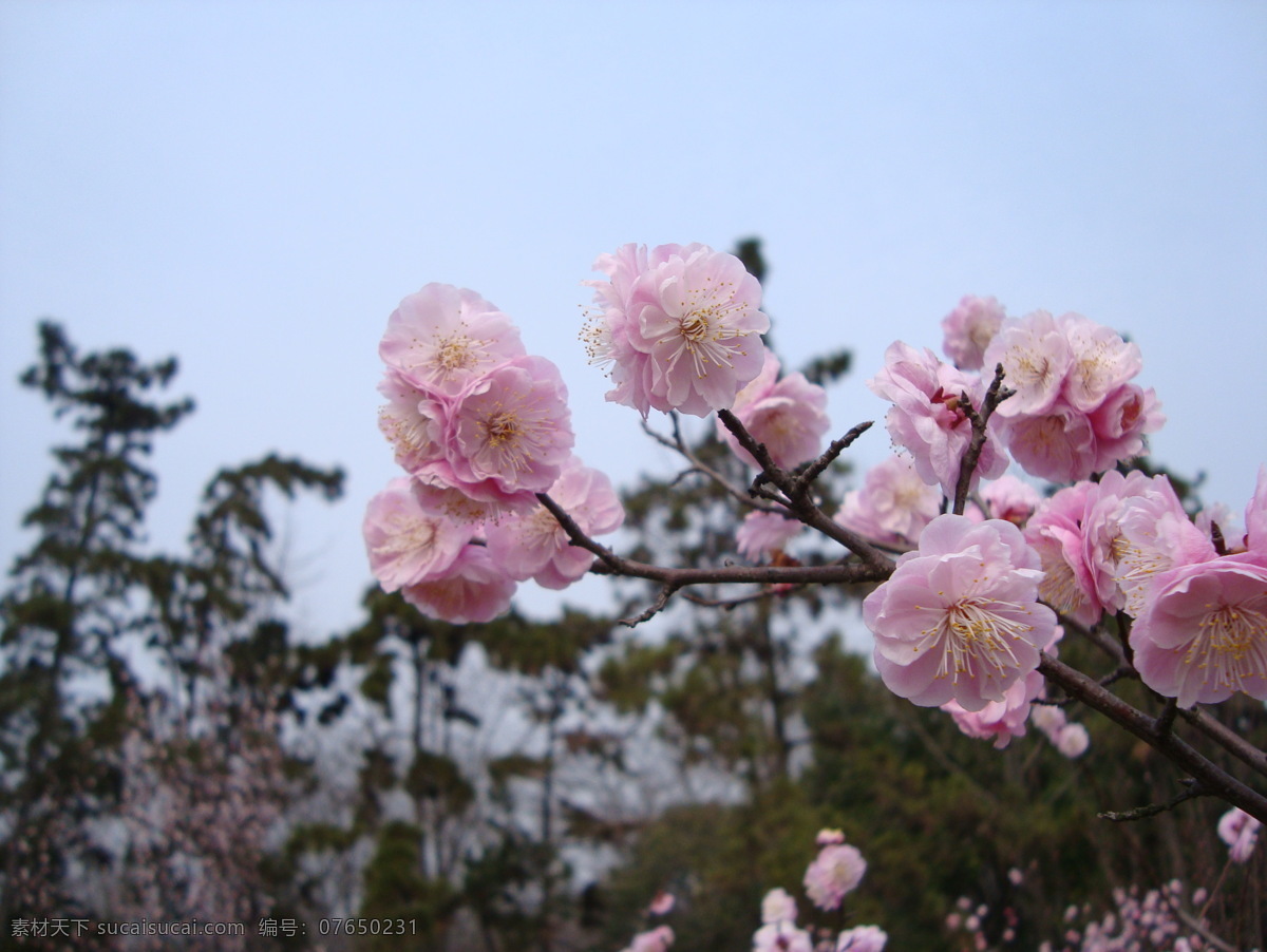 桃花 春天 粉色桃花 花草 蓝天 生物世界 盛开 桃花图片 桃花开 唯美 psd源文件