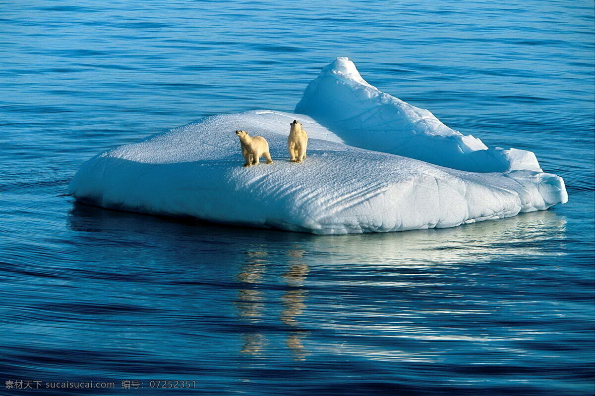 北极熊 熊 北极 狗熊 熊熊 生物世界 野生动物 南极 冰 海面 海