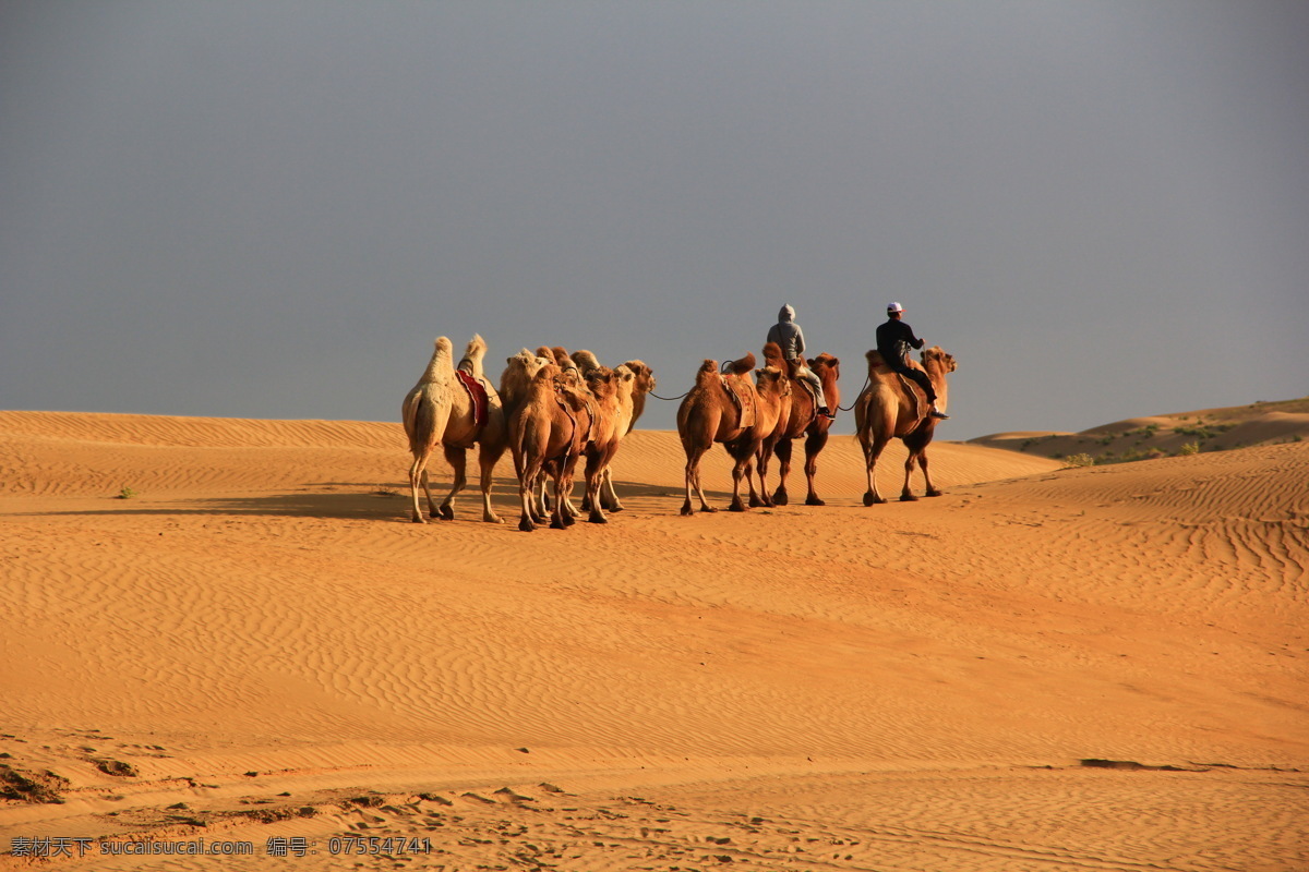 沙漠 黄沙 沙丘 骆驼 驼队 沙漠骆驼 鄂尔多斯沙漠 内蒙古沙漠 沙漠风光 沙漠丽景 库不齐沙漠 内蒙古 鄂尔多斯 达拉特旗 响沙湾 沙漠摄影 沙漠风景 沙子 沙 沙海 高清 旅游 照片 自然景观 风景名胜