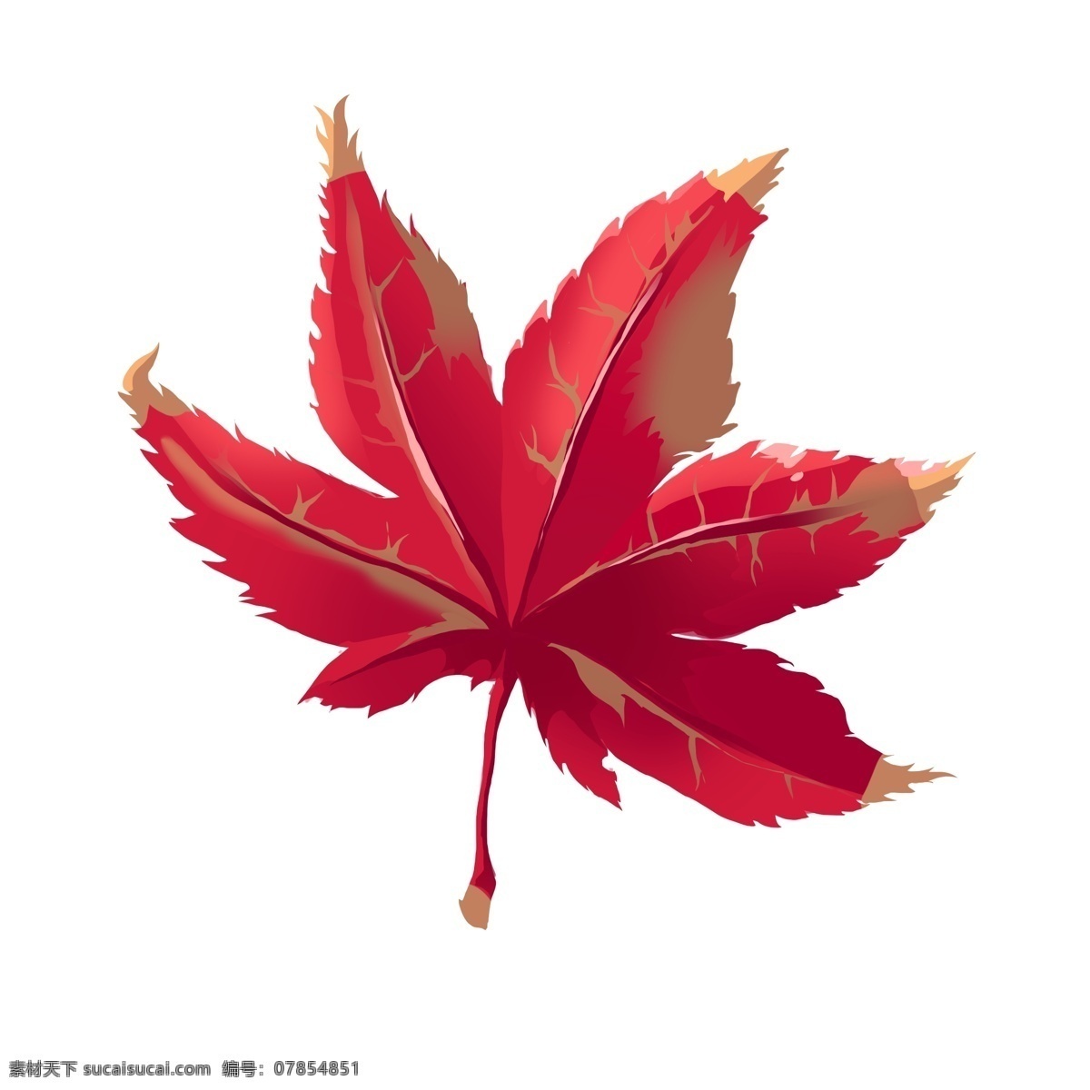红色 树叶 图案 插图 简约的树叶 漂亮的树叶 红色的树叶 精美的树叶 树叶装饰 卡通树叶 图案树叶