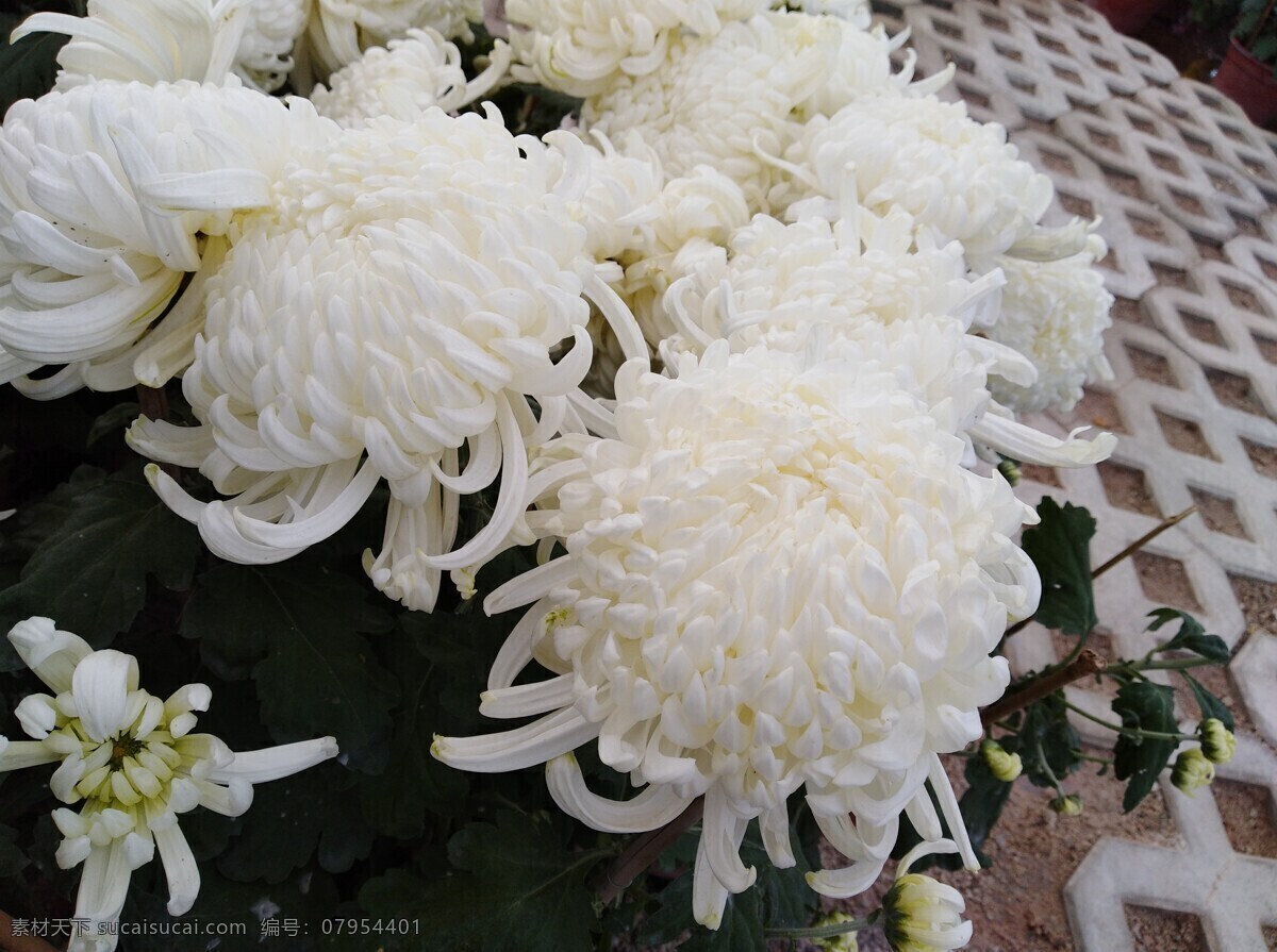 白菊花 白色小花 白色菊花 非洲菊 红色花 鲜花 花朵 蝴蝶 黄菊花 黄色小花 黄色菊花 生物世界 花草