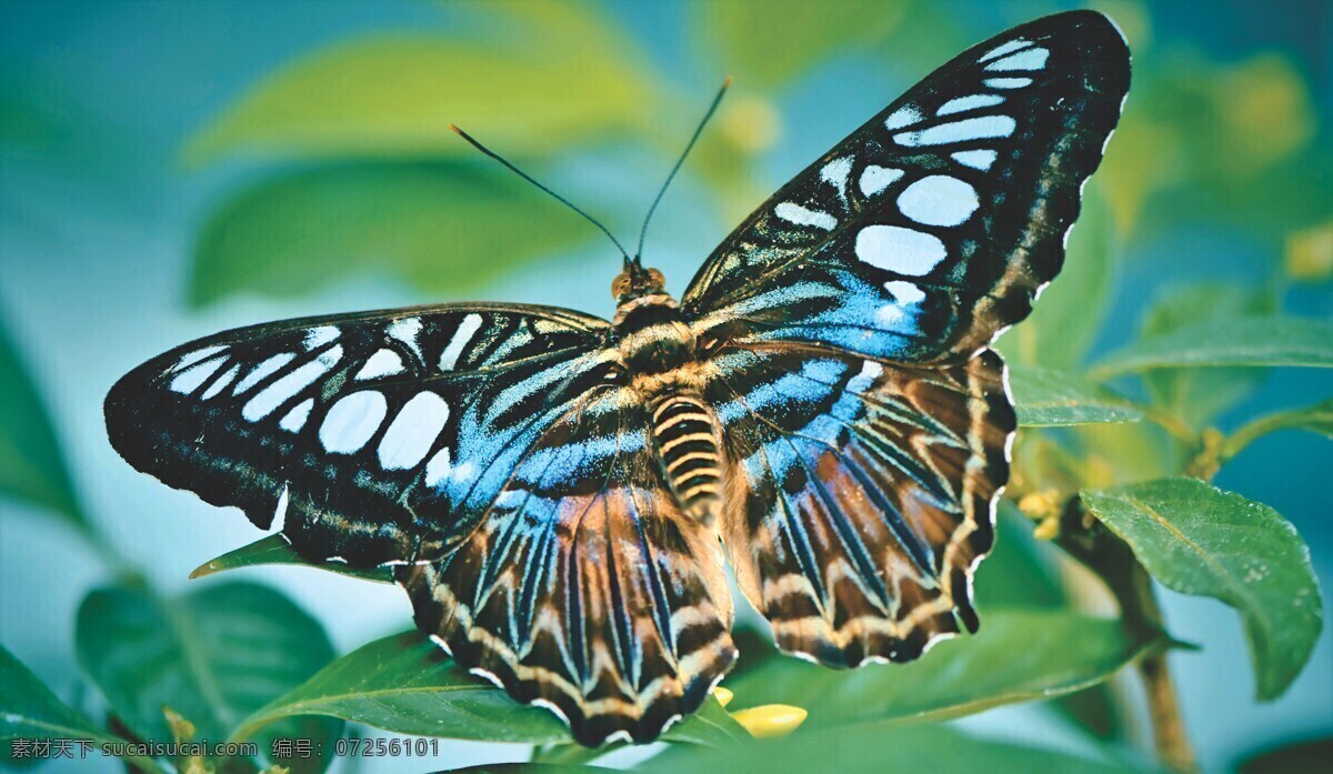 热带 蝴蝶 昆虫 动物世界 8k 8k图片 大自然风光 动物素材 昆虫壁纸 昆虫世界 蝴蝶壁纸 蝴蝶素材 超清壁纸 动植物 生物世界