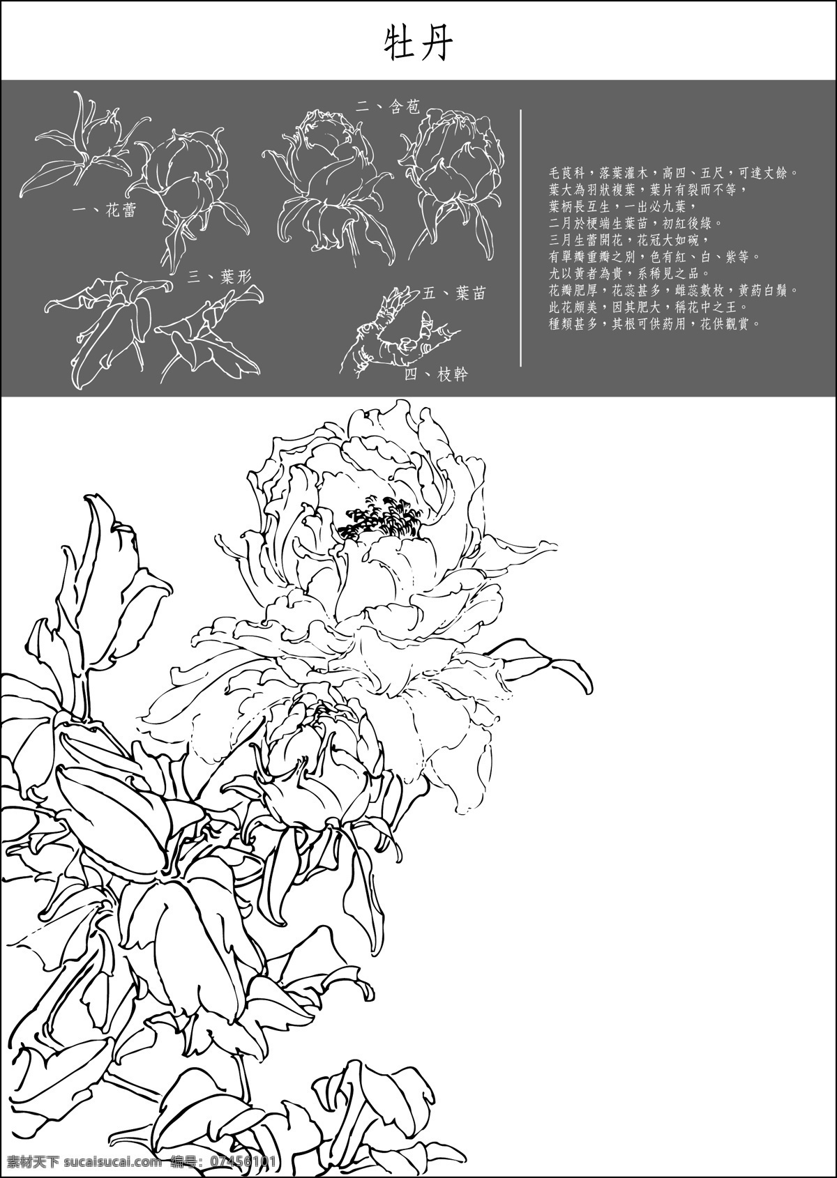 中国 工笔画 图谱 矢量 白色 黑色 花草矢量图 灰色 生物 世界 矢量图 风 花卉 传统 线描 紫荆 牡丹 诸葛 菜 紫藤 桃 辛夷 碧桃 绣球 垂 丝 海棠 剪 春 萝 其他矢量图