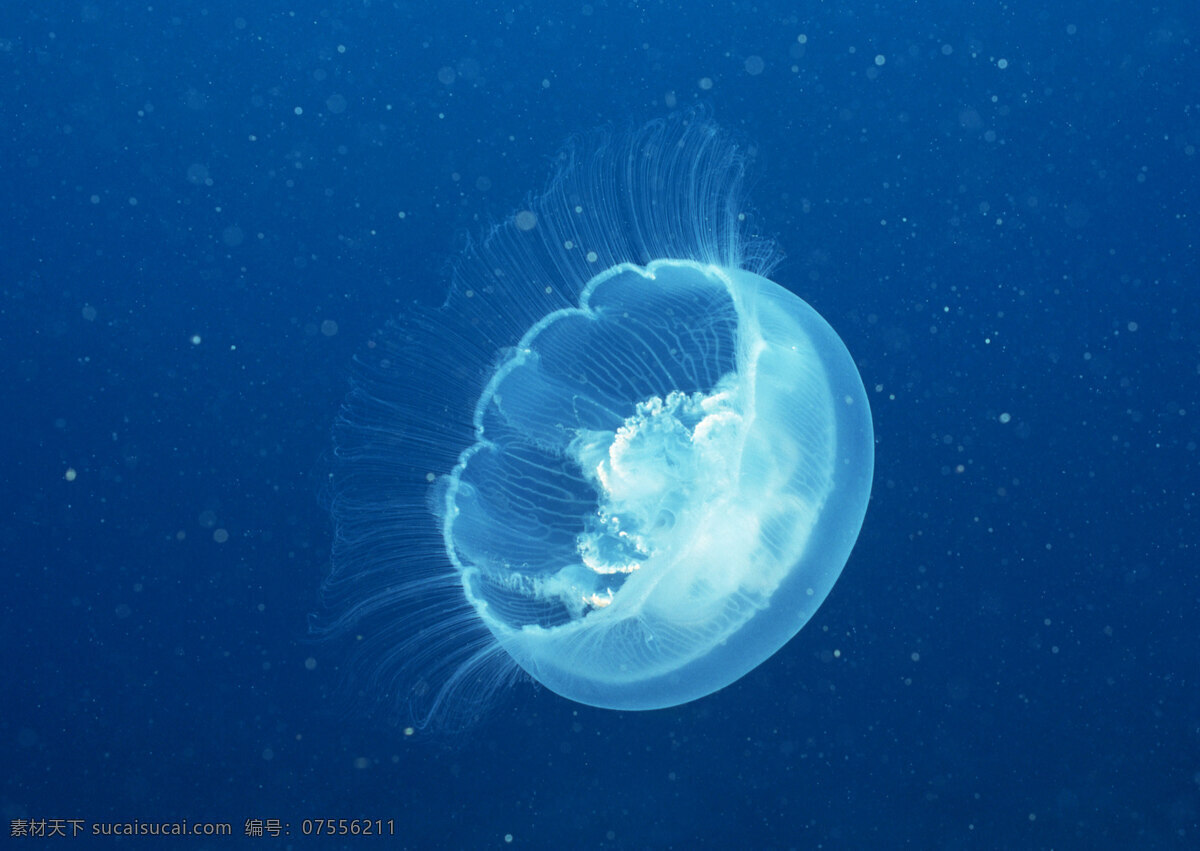 海洋生物 动物 海底世界 生物 水母 发光的水母 生物世界