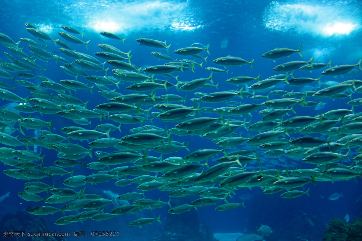 水中 鱼群 鱼 动物 鱼群摄影 海洋 景区 海洋世界 海洋海边 自然景观 蓝色