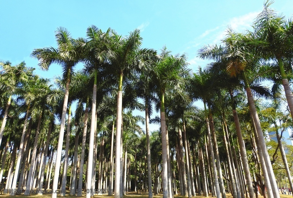 椰树椰林 大海 椰树 椰林 文昌 渡假 椰树照片 椰树摄影 椰树高清 椰树素材 椰林高清 椰林图片 自然景观 自然风景