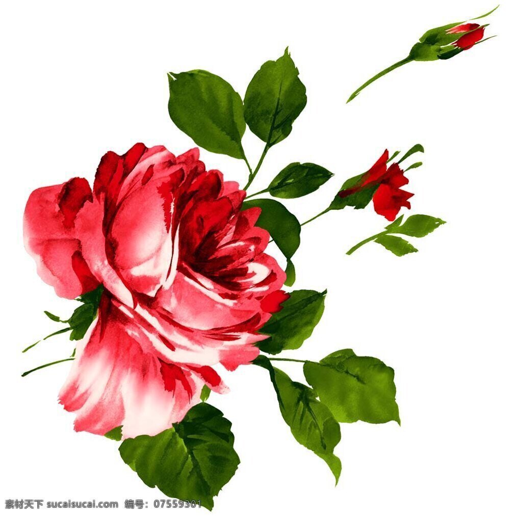 手绘玫瑰 玫瑰 手绘 水彩 花边 花艺 绘画书法 文化艺术