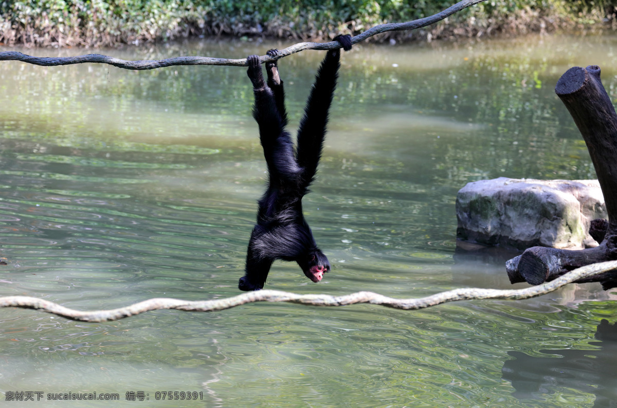 黑蜘蛛猴 阔鼻猴 灵长目 灵长动物 动物 野生动物 动物园 倒挂 喝水 猴子 黑猴 蜘蛛猴 生物世界
