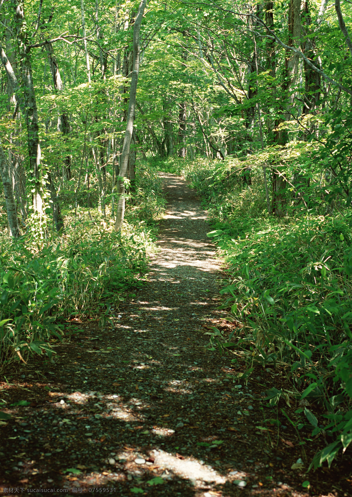 旅游景区 草地 植物 旅游 景区 自然风光 公路 道路 道路摄影 交通 公路图片 环境家居