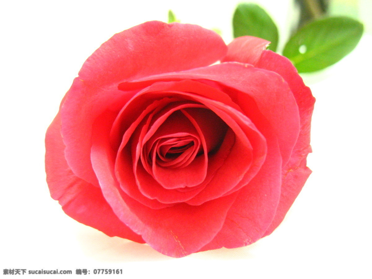 红玫瑰 花朵 花儿 田园风光 鲜花 鲜艳 自然景观 丫头 爱 石 拍摄 玫瑰特写 象征爱情 节日素材 其他节日