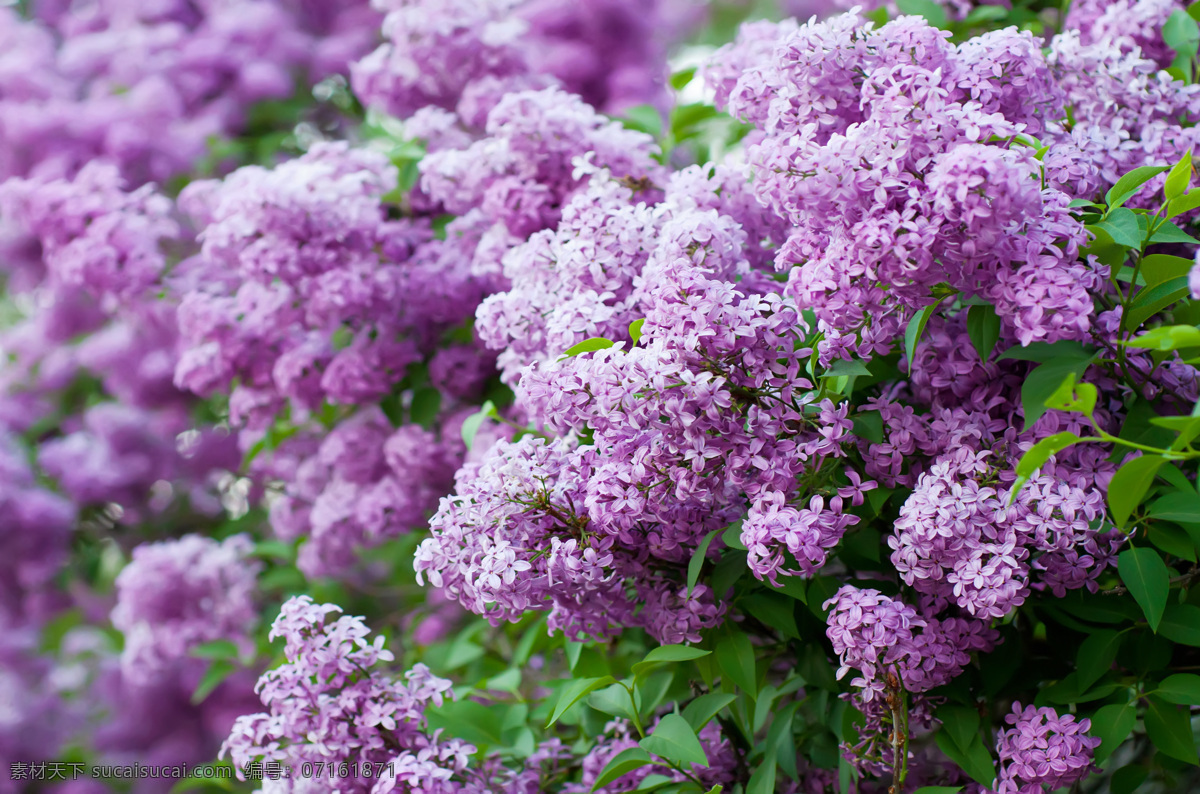 美丽紫色鲜花 美丽鲜花 美丽花卉 美丽花朵 自然风景 自然景观 紫色