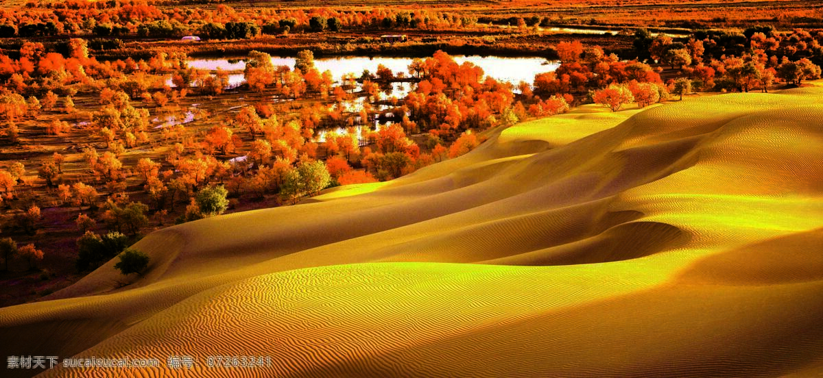 沙漠新疆胡杨 沙漠 新疆 胡杨 自然景观 自然风景 摄影图库