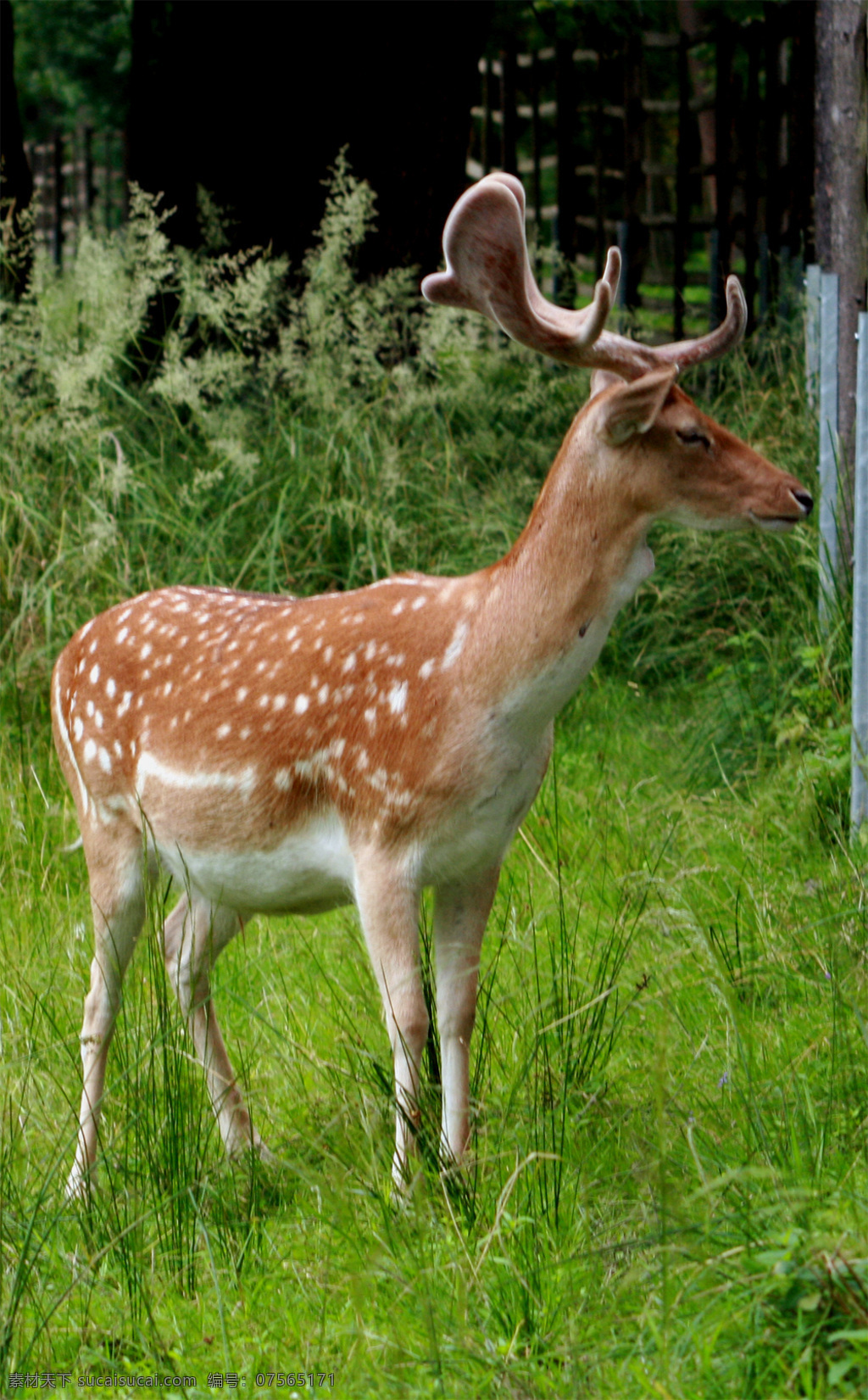 森林 里 梅花鹿 自然 小动物 鹿 植物动物摄影 生物世界 野生动物