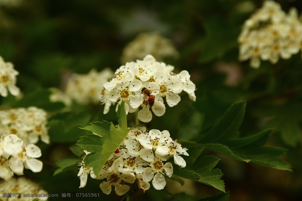 花 花草 昆虫 蜜蜂 山楂 生物世界 植物 山楂花 落叶灌木 山里红 酸里红 采蜜的蜜蜂 高清 图