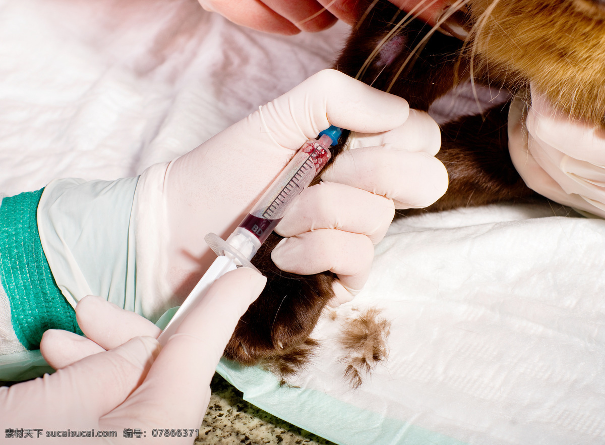 猫咪 抽血 兽医 注射器 小猫 宠物医生 职业人物 动物医生 商务人士 人物图片