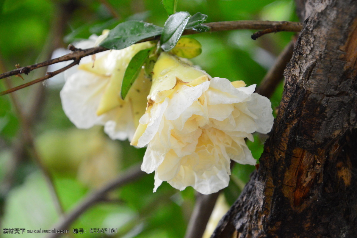 石榴花 石榴 观赏花卉 安石榴 若榴 花卉 花儿 枝叶 石榴树 花草 植物 园林绿化 绿化景观 石榴花石榴 生物世界