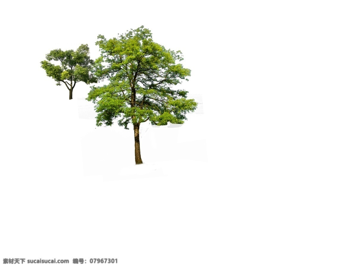 树 ps素材 立面树 乔木 常绿 景观 后期处理 建筑表现素材 环境设计 景观设计