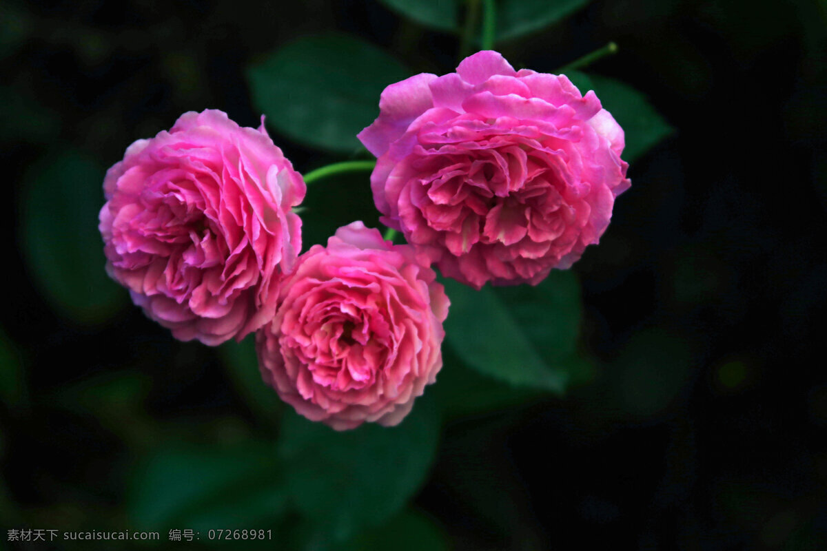 蔷薇花 蔷薇 红蔷薇 花卉 红花 花蕾 花草 鲜花 生物世界