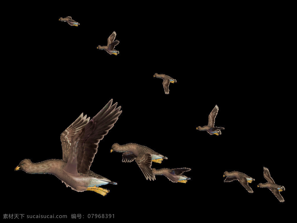 一群 飞翔 野鸭 免 抠 透明 鸟类动物 鸟类动物图片 禽类动物 动物大全 野生动物 野生动物图片 鸟类图片 野生小鸟