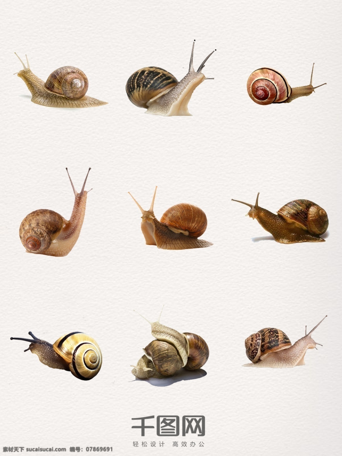 蜗牛 装饰设计 元素 图案 蜗牛装饰 蜗牛图案 蜗牛设计 蜗牛元素 蜗牛素材 蜗牛照片 蜗牛图片